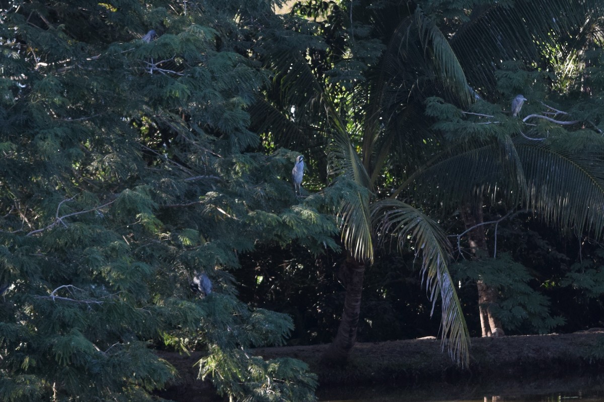 Yellow-crowned Night Heron - ML522499901