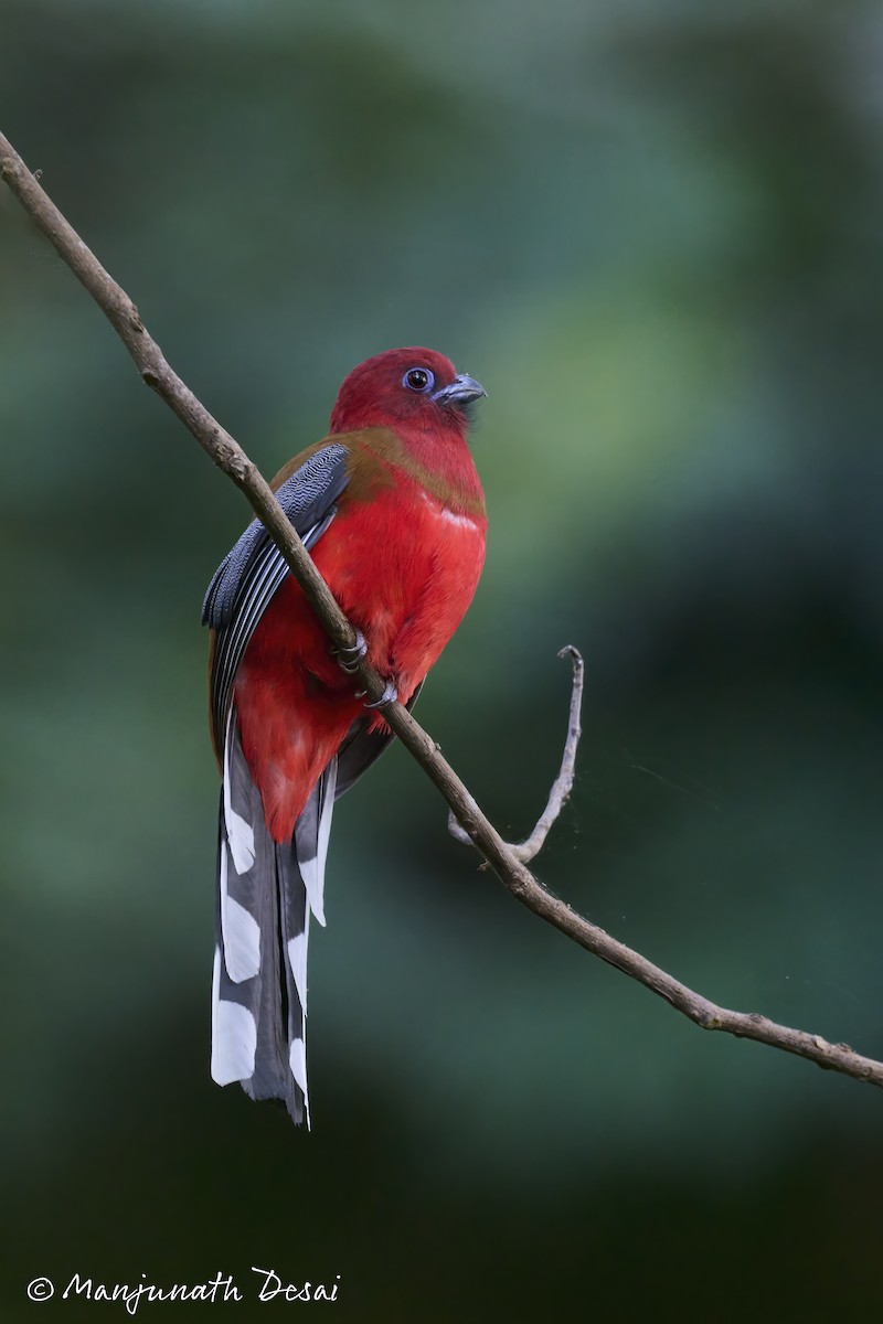 Red-headed Trogon - ML522500031