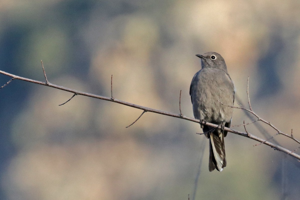 Townsend's Solitaire - ML522500731