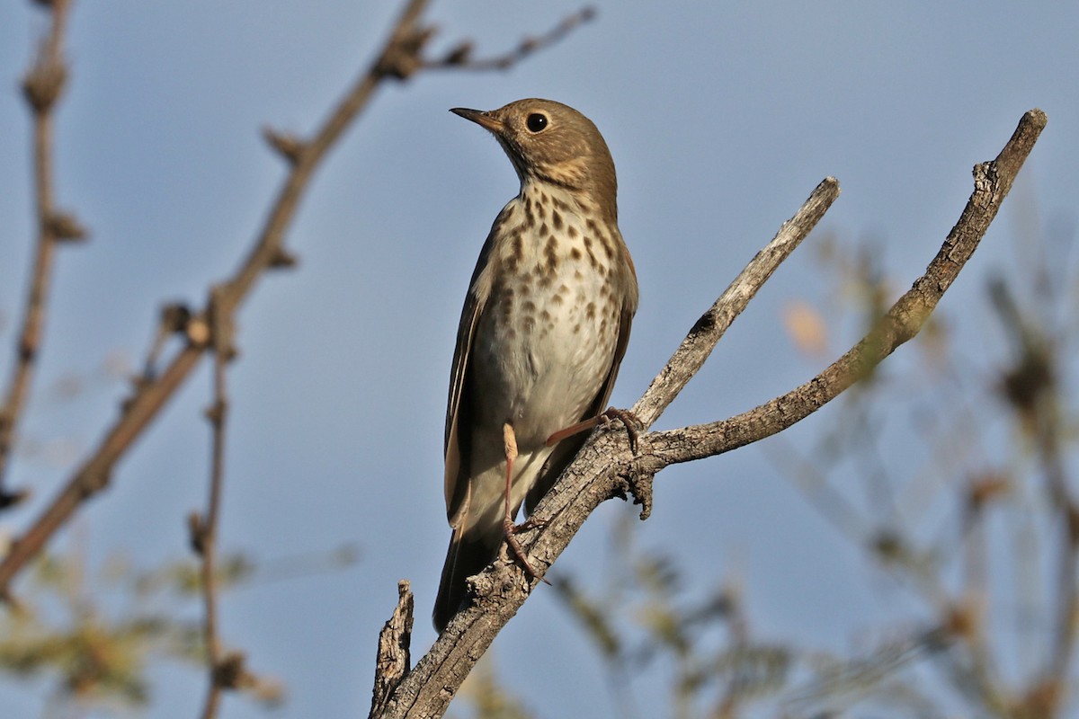 Hermit Thrush - ML522500751