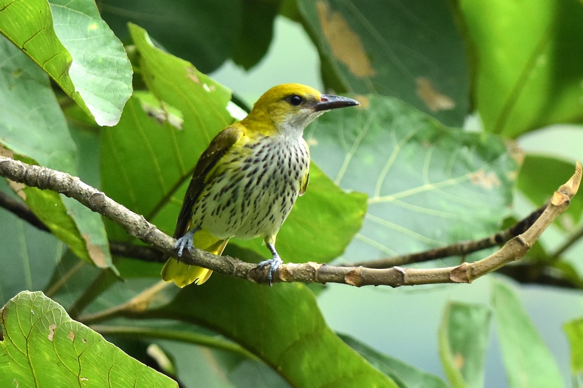 Indian Golden Oriole - ML522501251