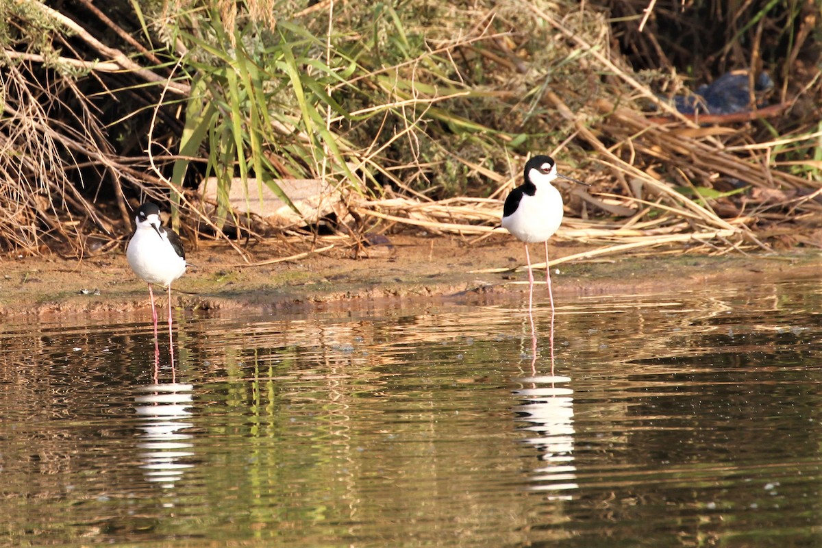 Black-necked Stilt - ML522503691