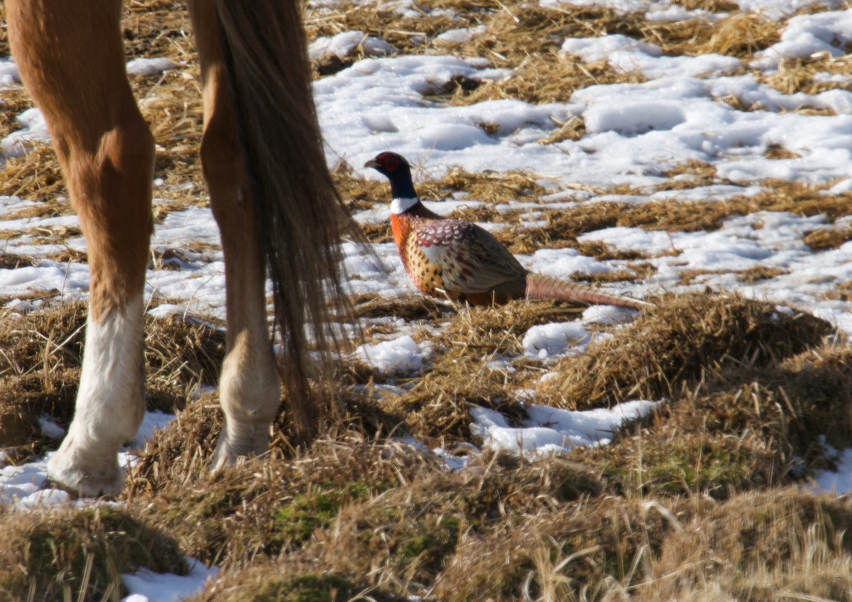 Ring-necked Pheasant - ML522503951