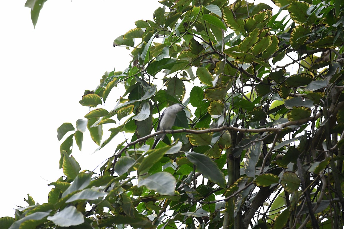 Drongo cendré (innexus/leucogenis/salangensis) - ML522505901