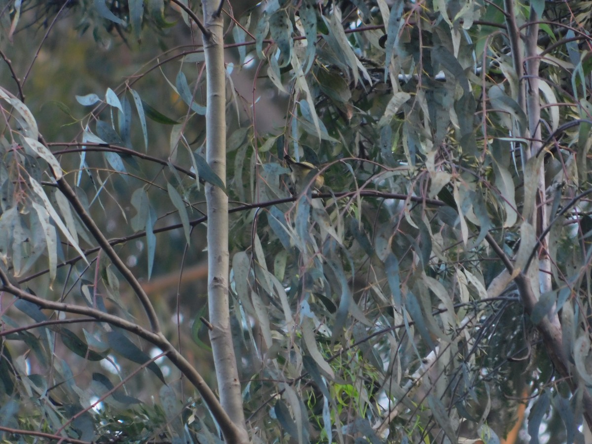 Ruby-crowned Kinglet - Juan Ramírez