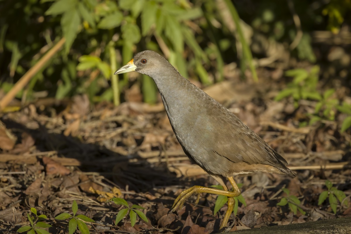 Pale-vented Bush-hen - Hans Wohlmuth