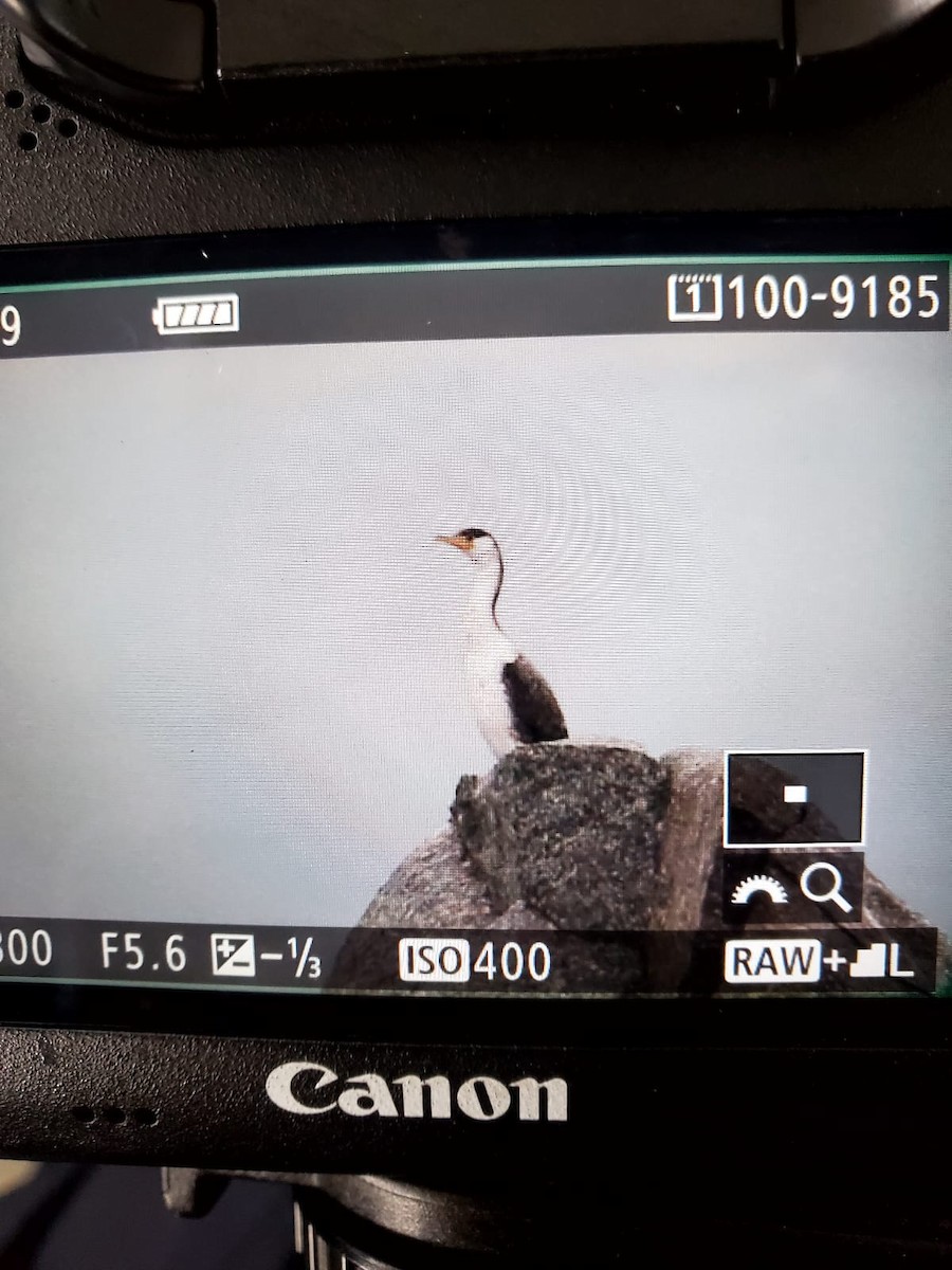 Japanese Cormorant - ML522510321