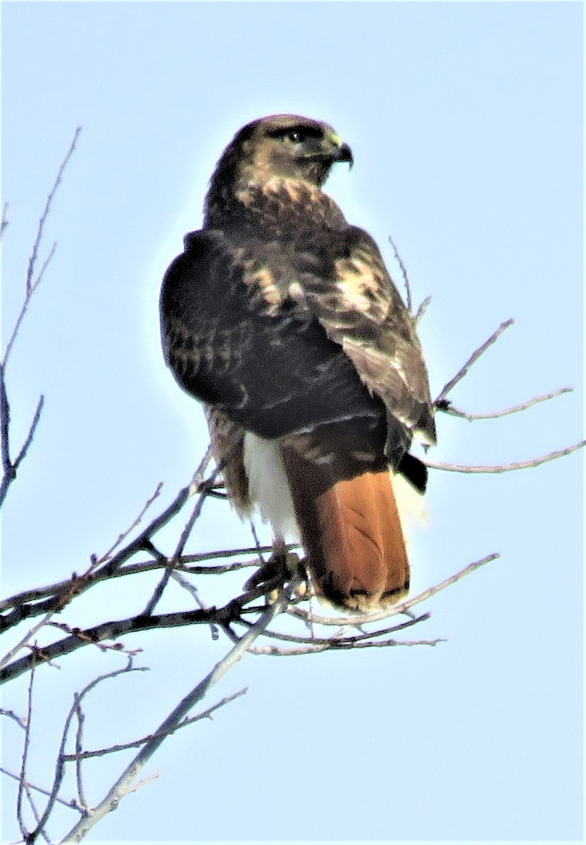 Red-tailed Hawk - ML522511901