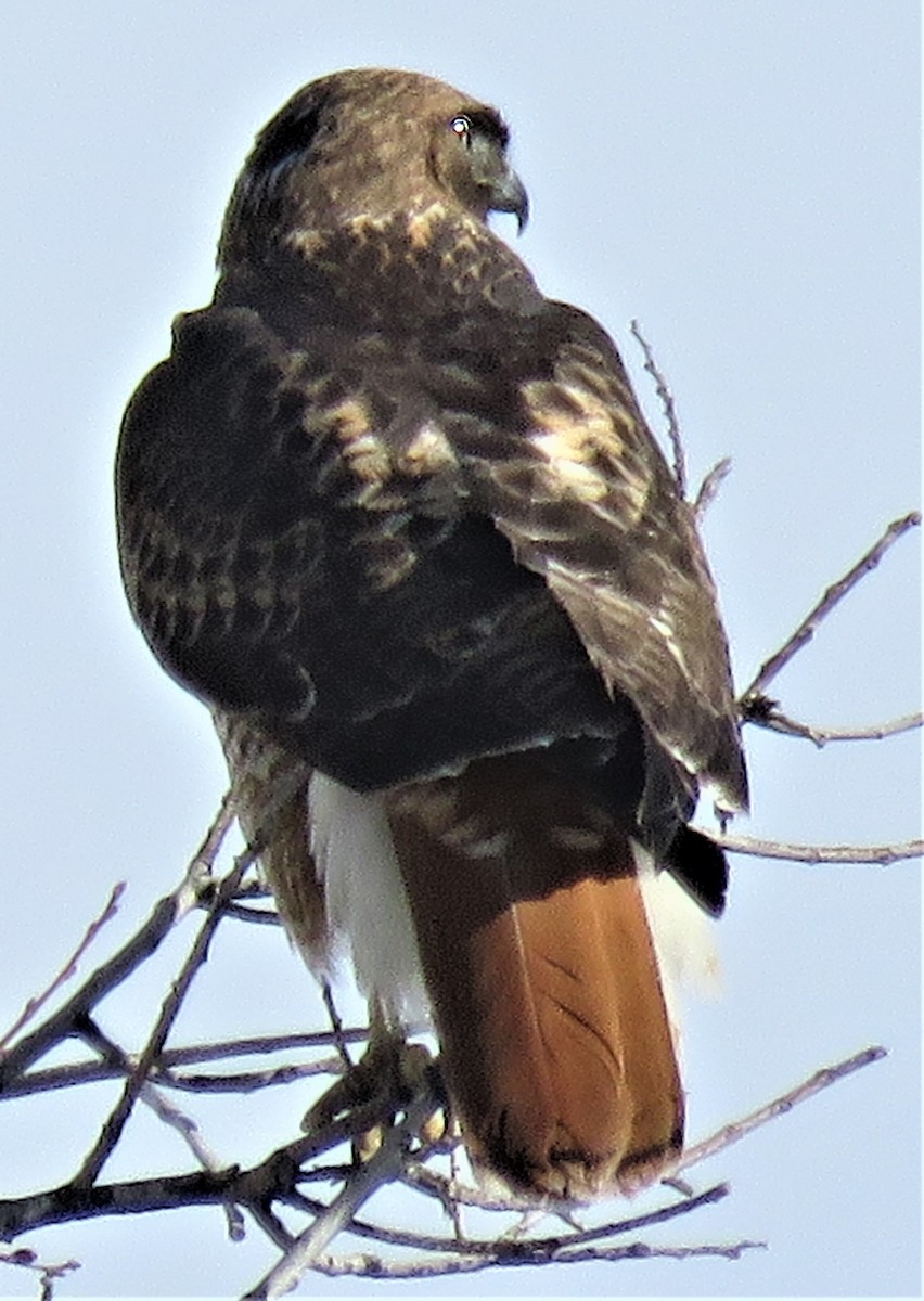 Red-tailed Hawk - ML522511911
