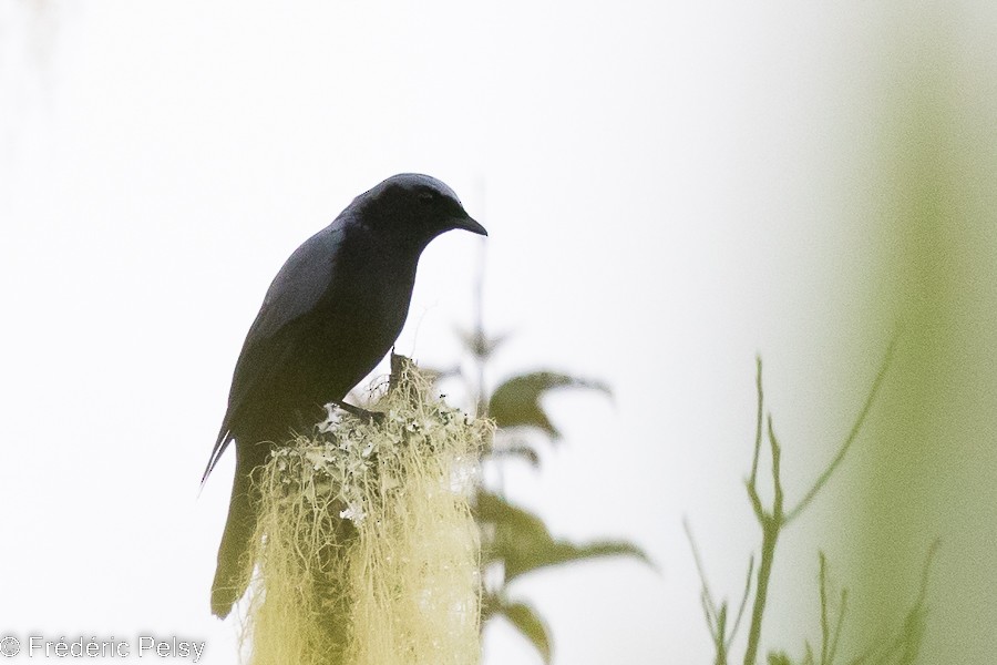 Black-bellied Cicadabird - Frédéric PELSY