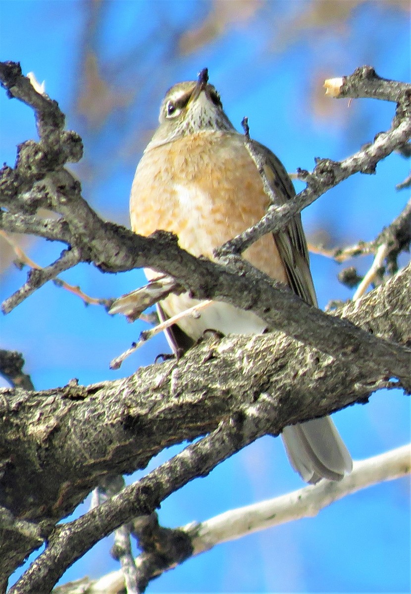 American Robin - ML522512411