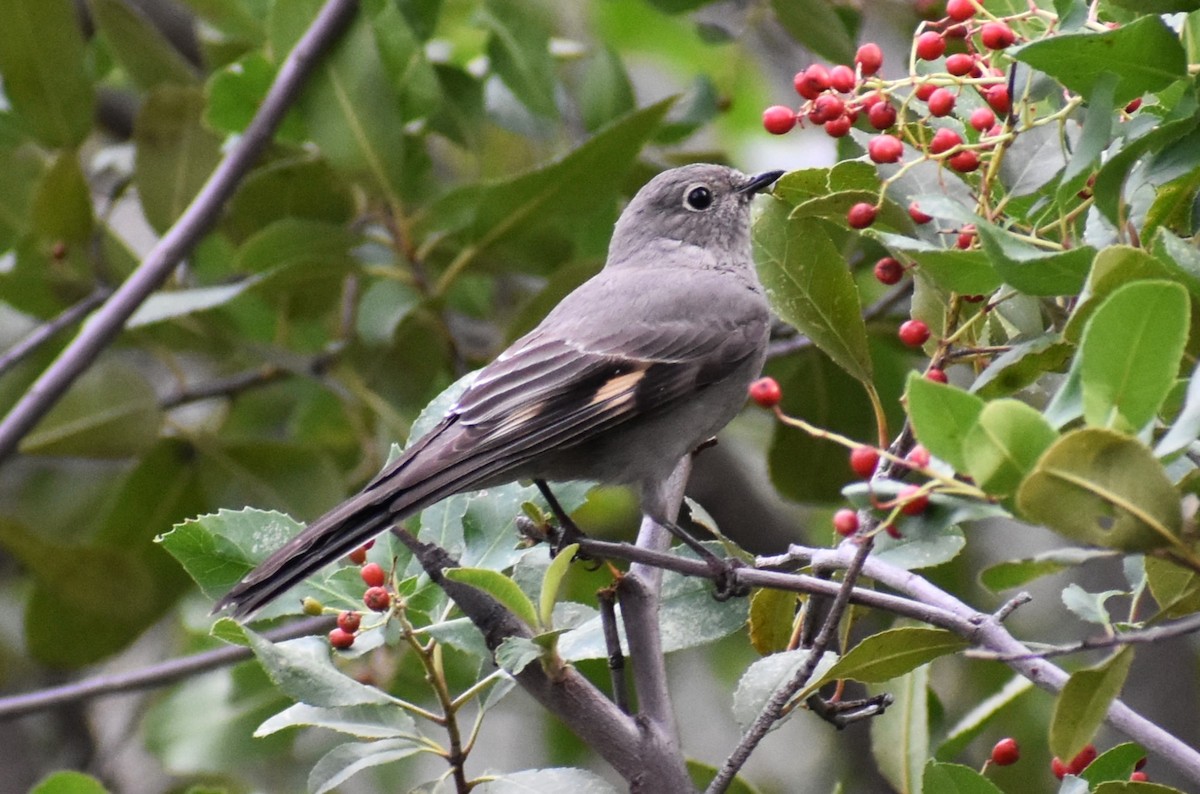 Townsend's Solitaire - ML522512421