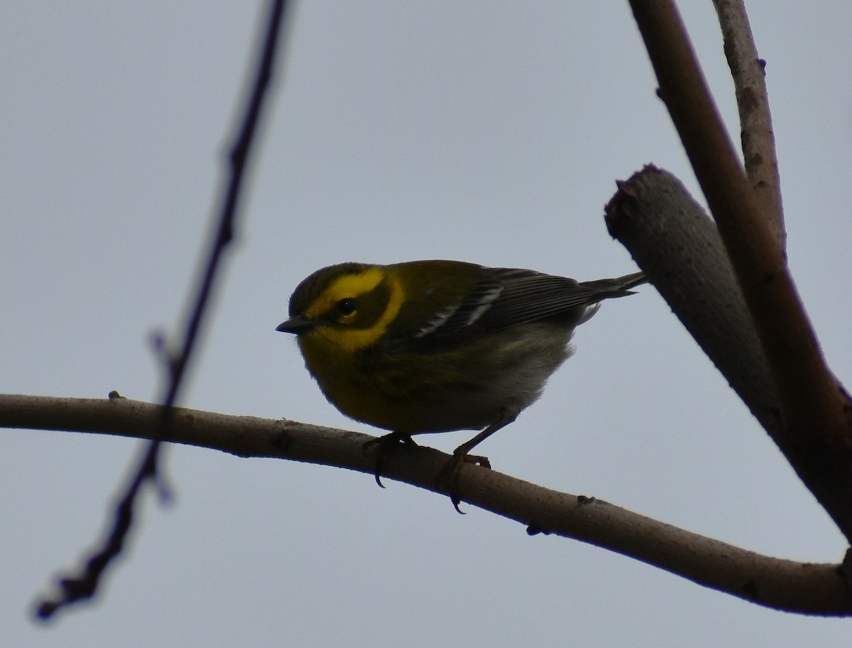 Townsend's Warbler - ML522512441