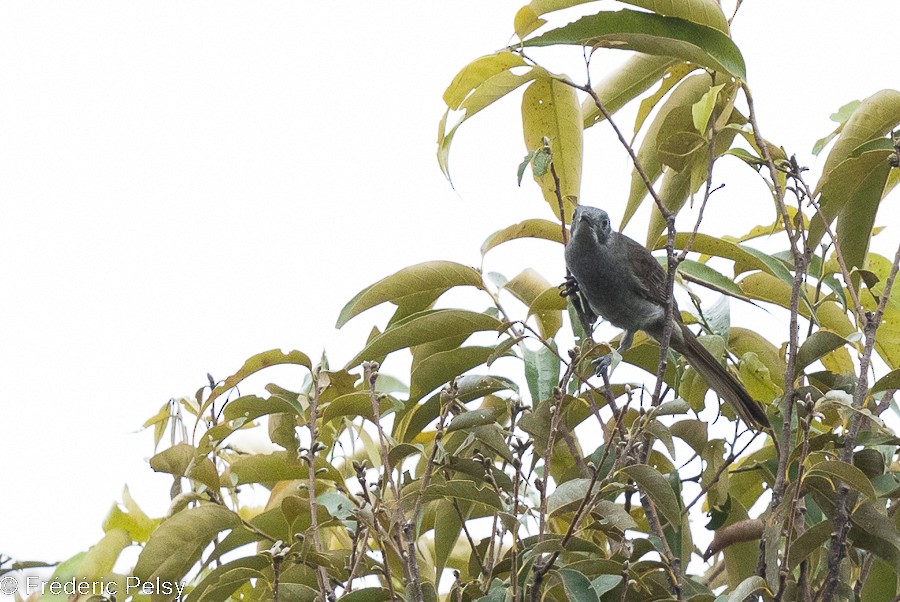 Marbled Honeyeater - ML522512811