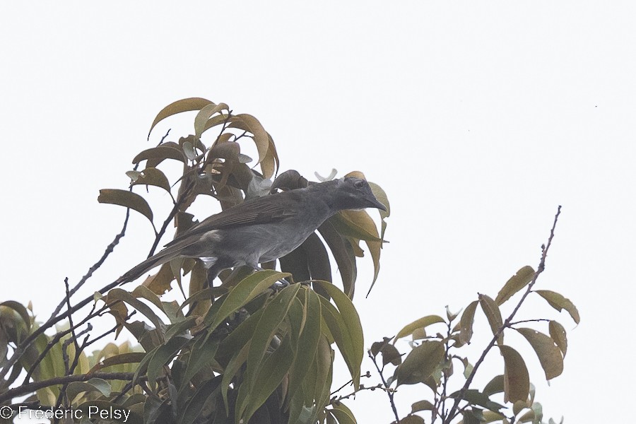 Marbled Honeyeater - ML522512821