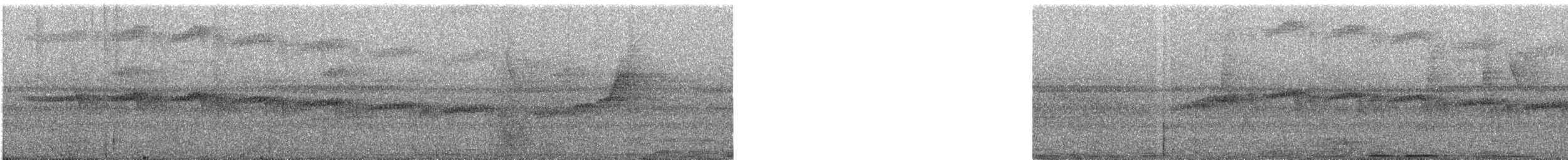 Мурав’янка-куцохвіст плямиста - ML522512831