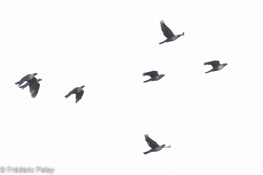 holub tmavohlavý - ML522512891