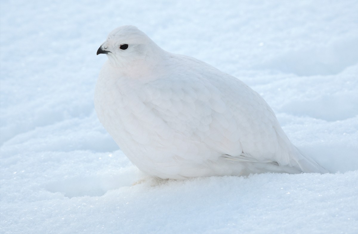 Willow Ptarmigan (Willow) - Timothy Piranian