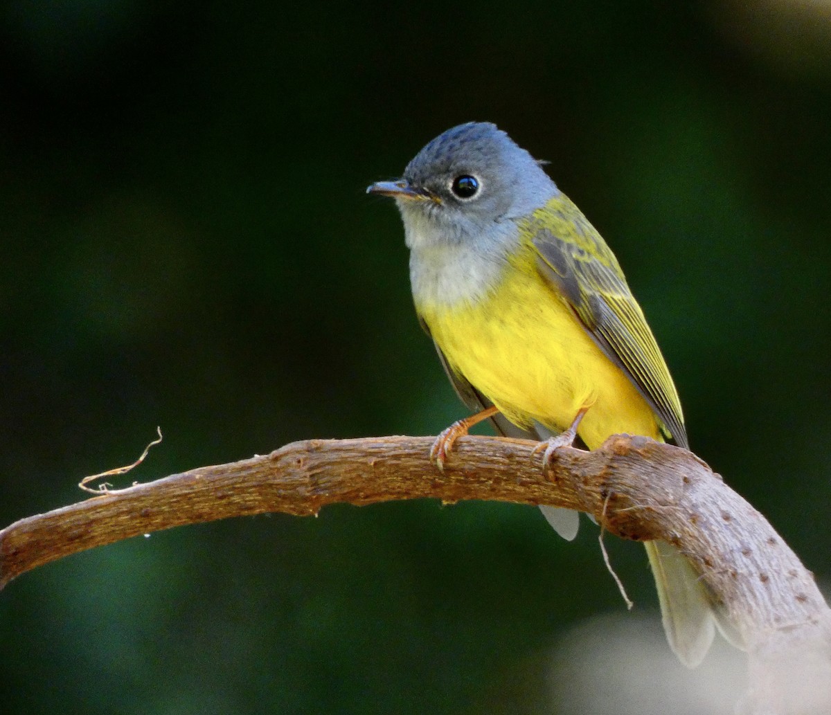 Gray-headed Canary-Flycatcher - ML522513971