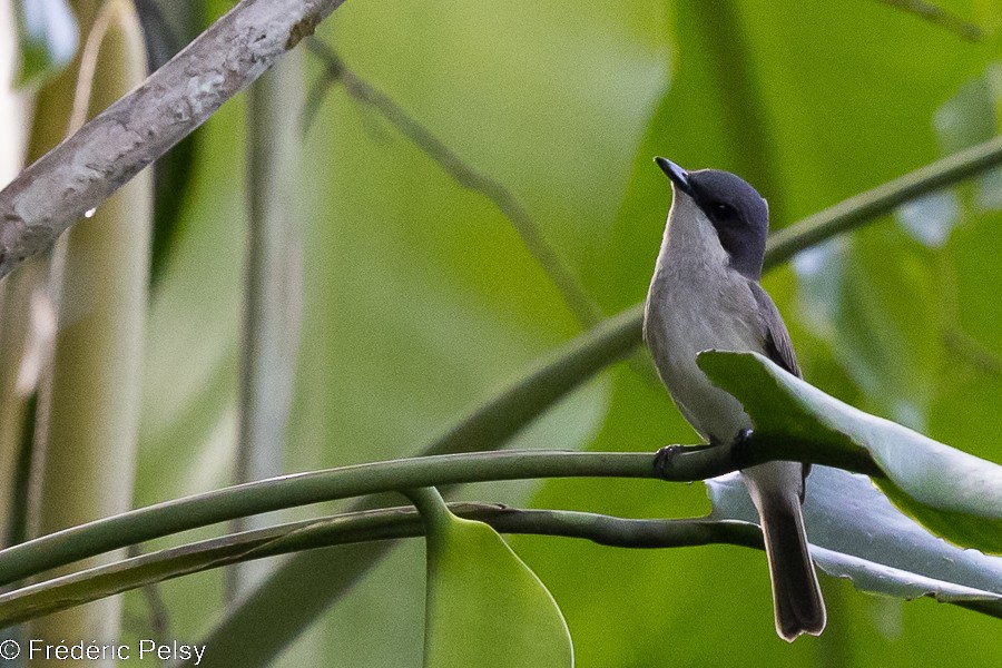 Biak Flycatcher - ML522514681