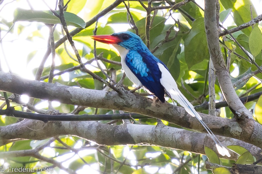 Biak Paradise-Kingfisher - Frédéric PELSY