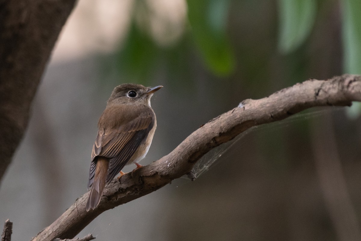 Brown-breasted Flycatcher - Sidharth Srinivasan