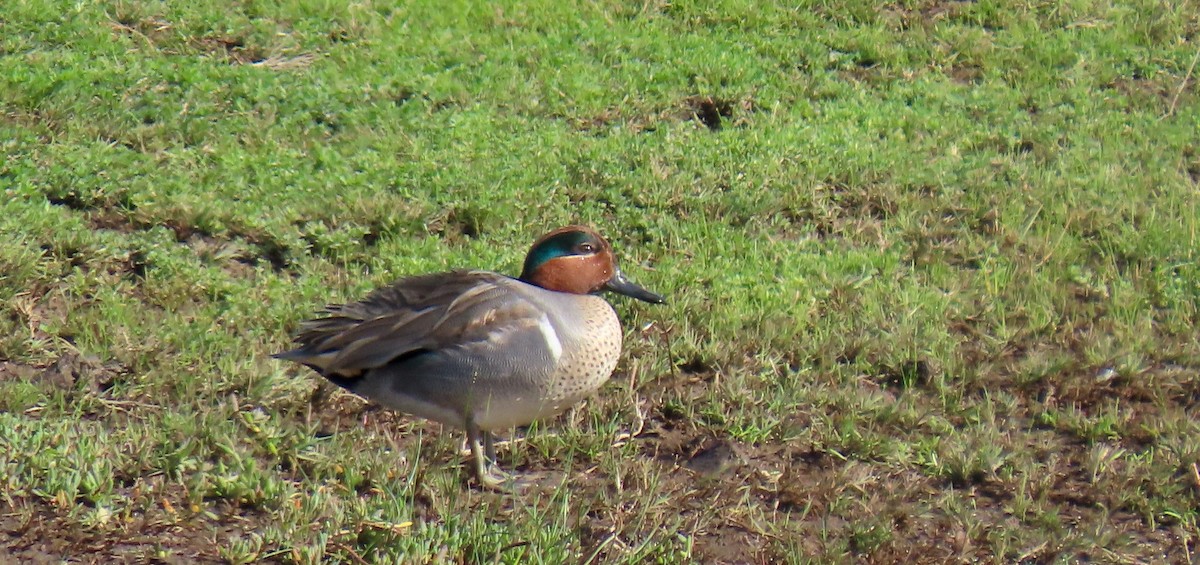 Green-winged Teal - ML522514971