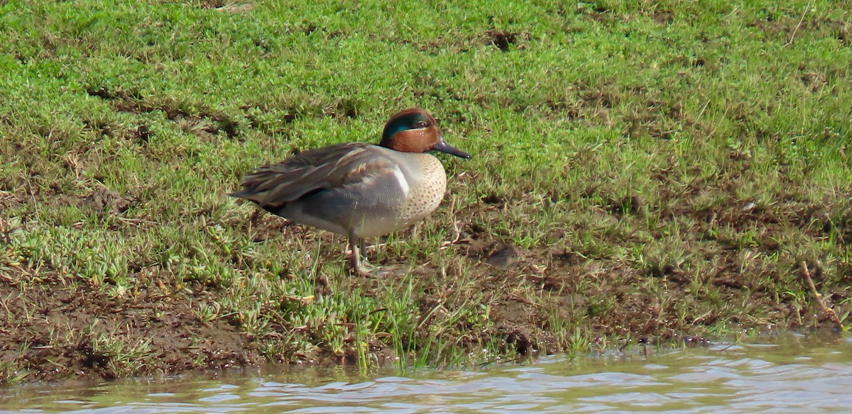 Green-winged Teal - ML522514981