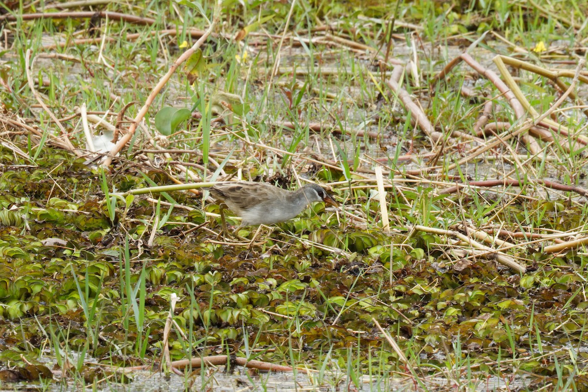 White-browed Crake - ML522515601