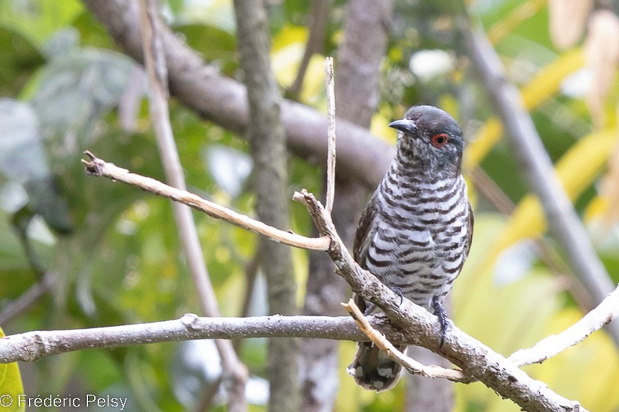 Little Bronze-Cuckoo (Gould's) - Frédéric PELSY