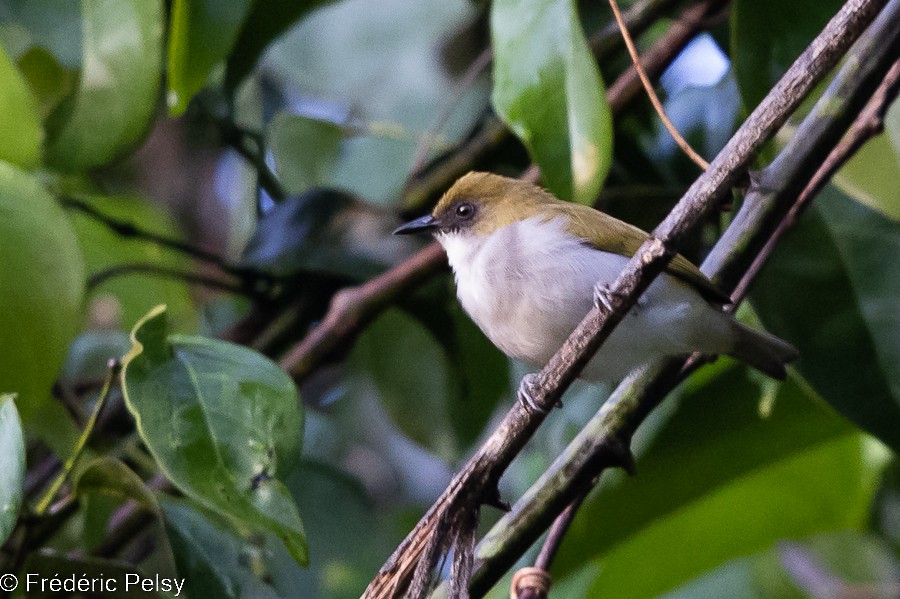 Biak White-eye - ML522515821