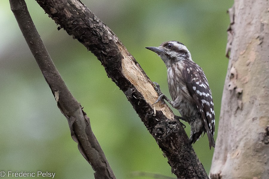 Sunda Pygmy Woodpecker - ML522516921