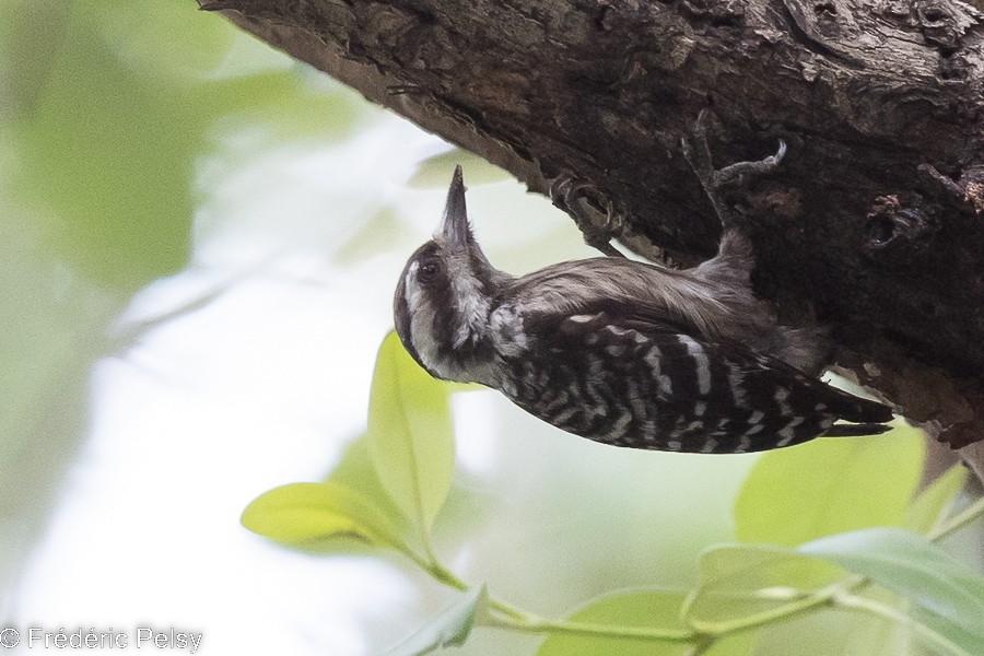 Sunda Pygmy Woodpecker - ML522516931