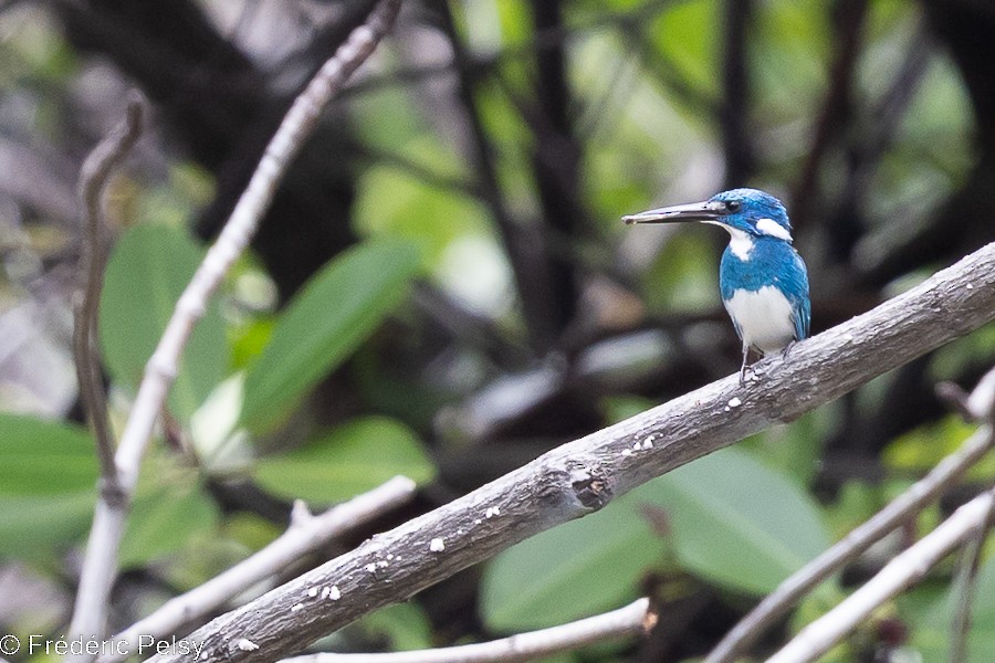 Small Blue Kingfisher - ML522516951