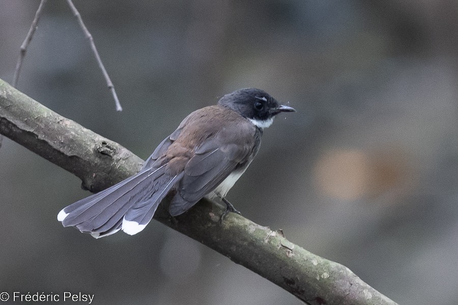 Malaysian Pied-Fantail - Frédéric PELSY