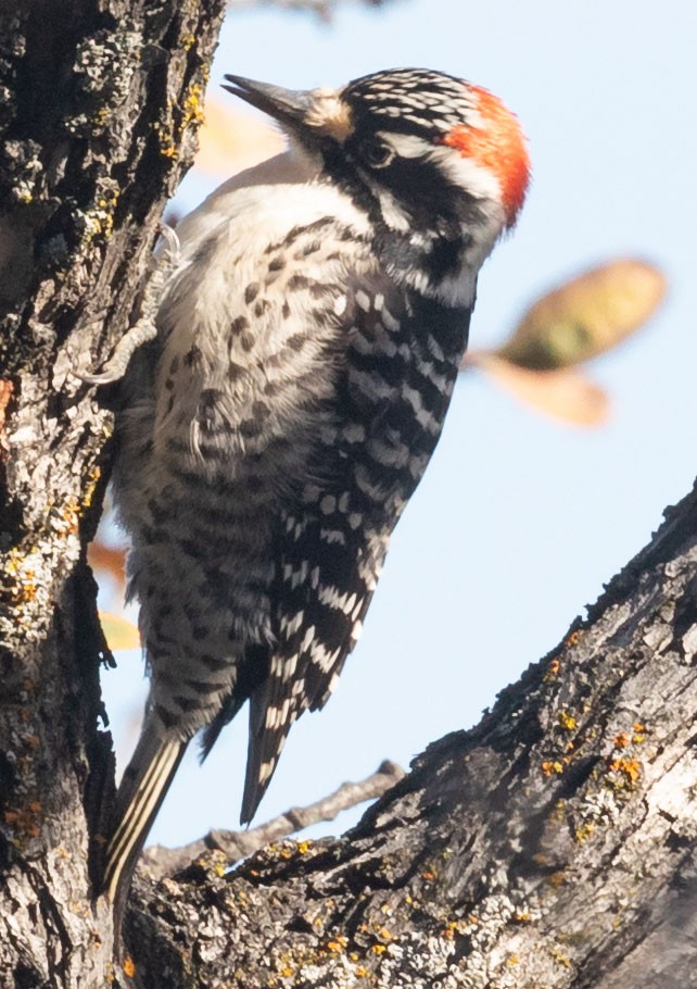 Nuttall's Woodpecker - ML522517021