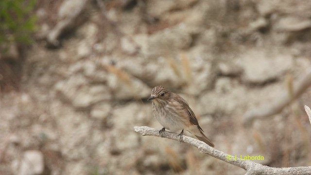 Grauschnäpper - ML522518861