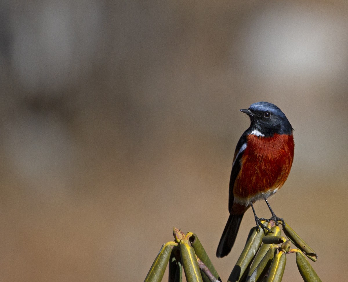 White-throated Redstart - ML522520461