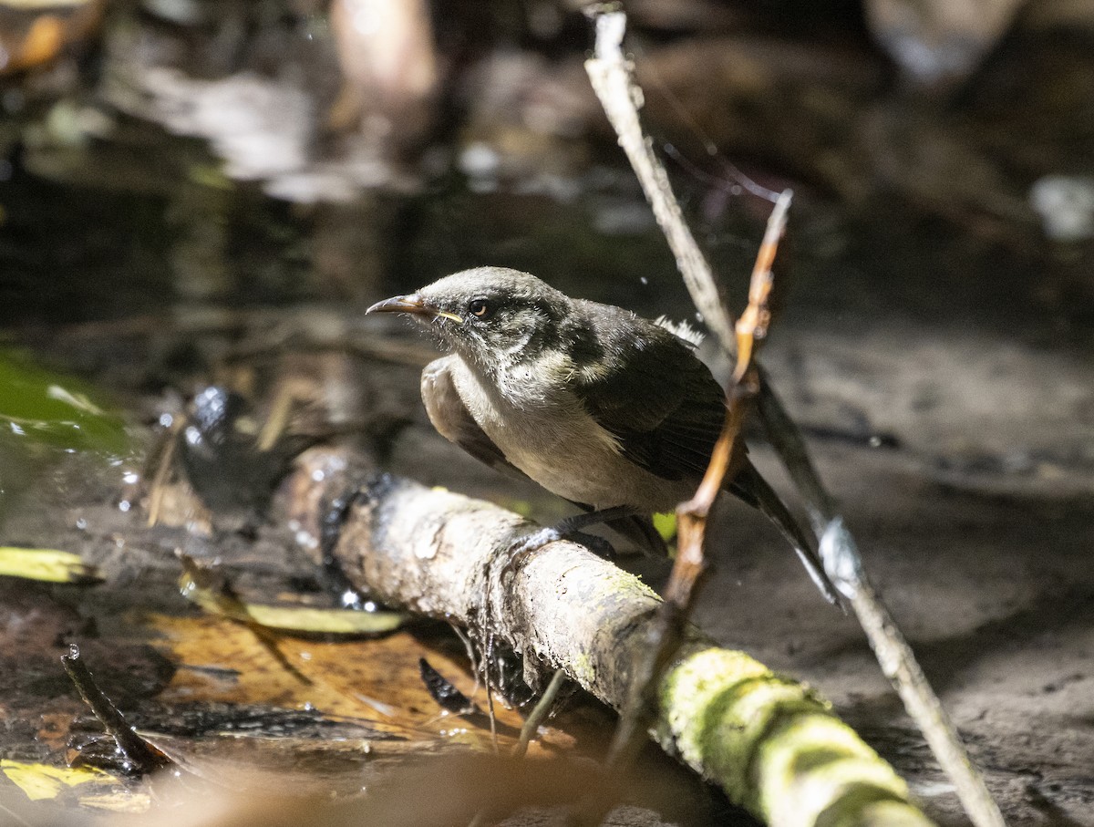 New Zealand Bellbird - ML522524101