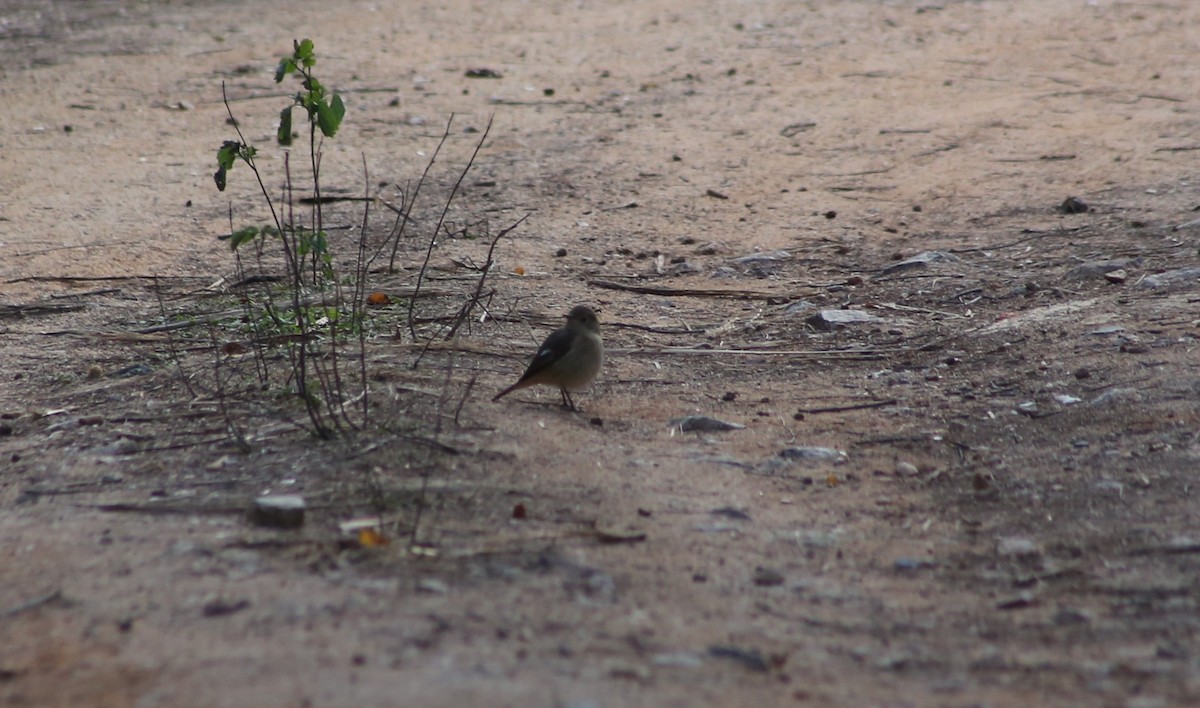 Daurian Redstart - CHIOU 邱 PO-YING 柏瑩