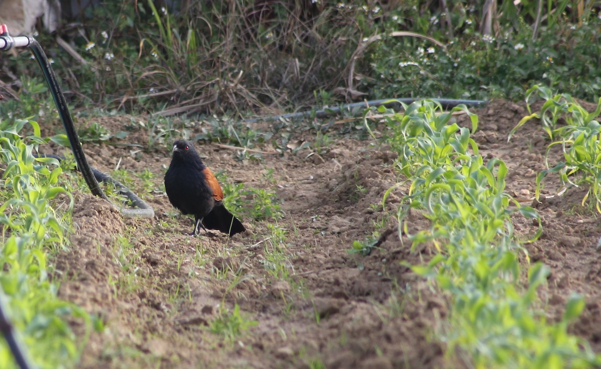 Greater Coucal - CHIOU 邱 PO-YING 柏瑩