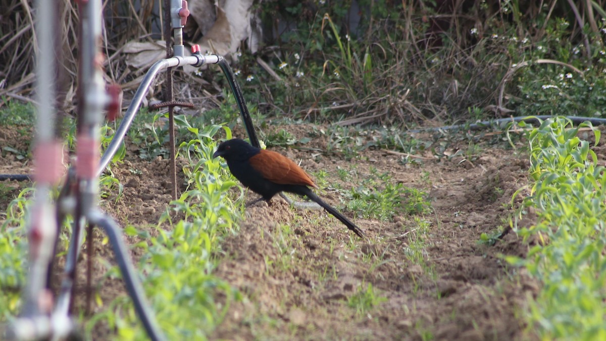 Greater Coucal - CHIOU 邱 PO-YING 柏瑩