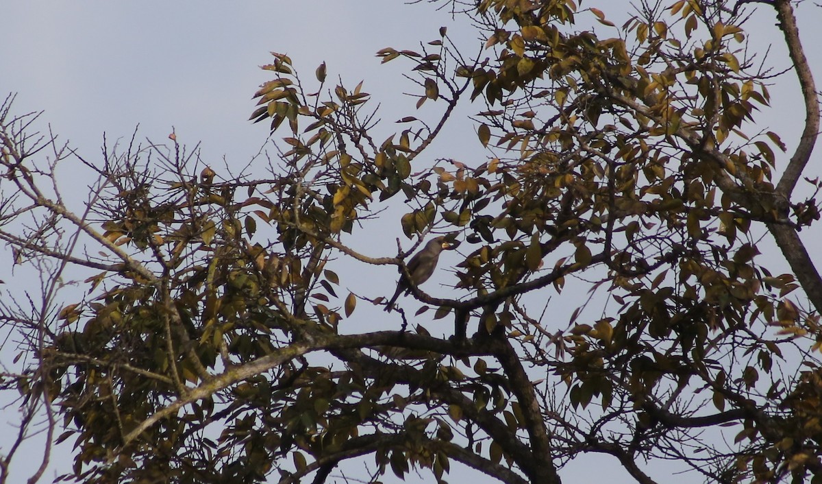 Yellow-billed Grosbeak - ML522525571