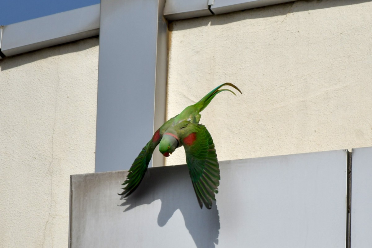 Alexandrine Parakeet - ML522525621