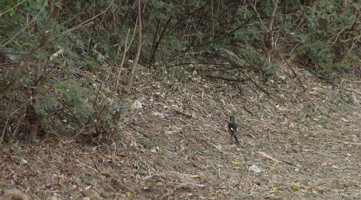 Daurian Redstart - CHIOU 邱 PO-YING 柏瑩