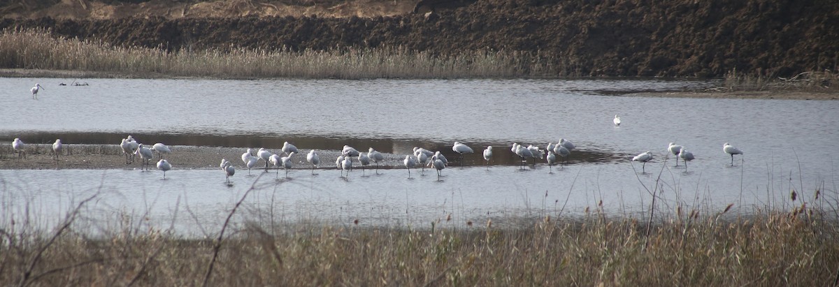 Black-faced Spoonbill - ML522526891