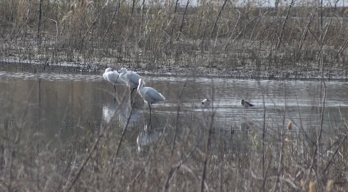 Eurasian Spoonbill - CHIOU 邱 PO-YING 柏瑩