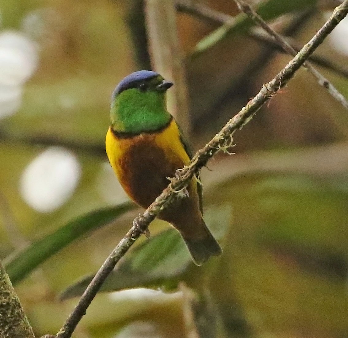 Chestnut-breasted Chlorophonia - ML522527411