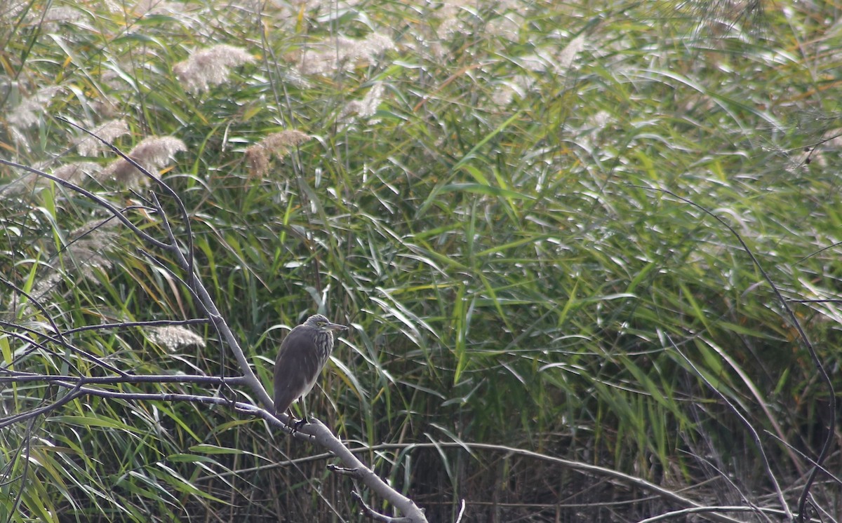 Chinese Pond-Heron - ML522527491