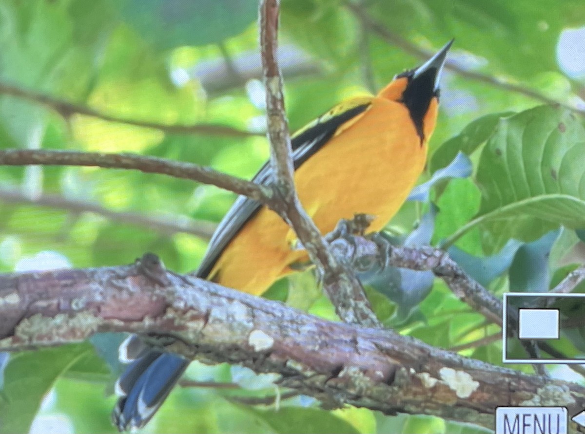 Streak-backed Oriole (Streak-backed) - ML522528451